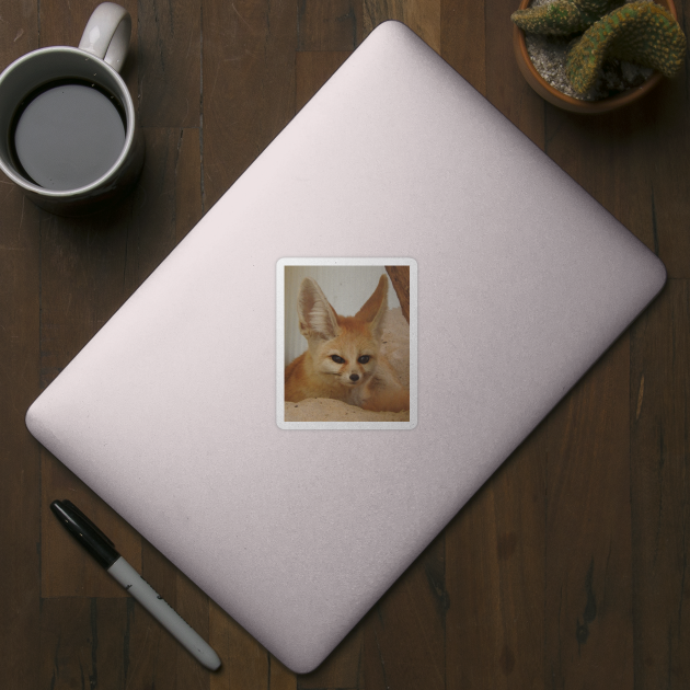 Fennec Fox by kirstybush